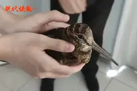 苏州一市民楼道发现“小胖鸟”，专家：它是全世界飞最慢的鸟图片