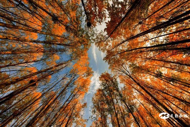 ��������Ӱ��Э�Ὺչ��ɳ������?�������ڡ���Ӱ�ɷ�