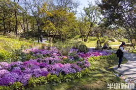 花溪谷亮相，太平山更靓图片