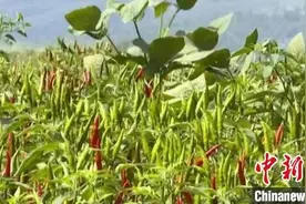 朝天椒种出致富“钱景”山西柳林规模化种植助农增收图片
