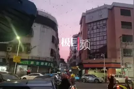 佛山一地傍晚现燕群盘旋，专家：迁徙前的正常行为图片