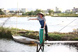 “海鲈养殖能手”梁美容：用一条鱼带动一个城市图片