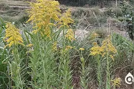 “霸王花”现身泉州！看到请立即上报图片