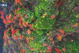 赏秋景｜粉花花、红叶叶你爱哪一款？图片