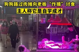 狗狗路过肉摊向老板“作揖”讨食，主人：它是自学成才图片