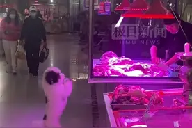 狗狗路过肉摊向老板“作揖”讨食，主人：它是自学成才图片