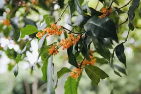 “上海的秋天是桂花味的”，金桂、银桂、丹桂和四季桂盛放图片