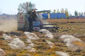 辽宁秋粮收获进入高峰期 农业机械显身手图片