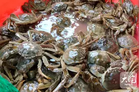 今年螃蟹价格缘何“两重天”？图片