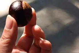 这个长得像栗子的小果子你误食过吗？来杭州植物园识果果图片