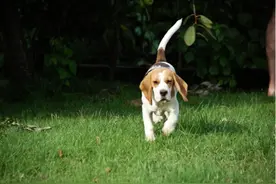 关于狗狗对人摇尾巴的研究意义的争论图片