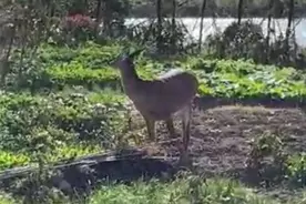 苏州小树林惊现成年梅花鹿，六名警员合力控制图片