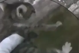 小猫咪被困车底出不来？不怕，警察蜀黍出手营救图片