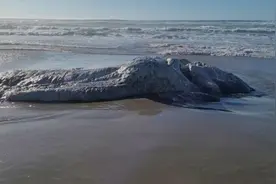 美国一处海滩惊现异形无脸海洋生物 或因地震浮出海面图片