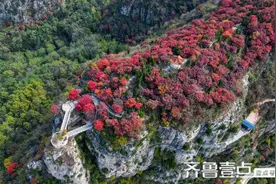 三王峪红叶进入最佳观赏期！别错过，快出发图片