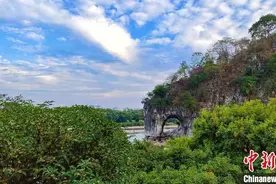 桂林桂花次第开放 秋风送爽满城飘香图片