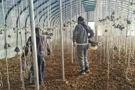 人勤秋收悦｜羊肚菌播种的六个关键环节图片