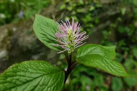 武汉发现新物种图片