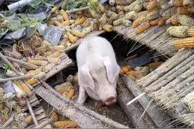 泸定地震家猪被埋废墟，存活45天后被救出图片