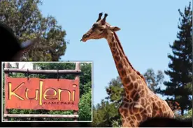 南非长颈鹿袭击游客 致1岁女婴身亡图片