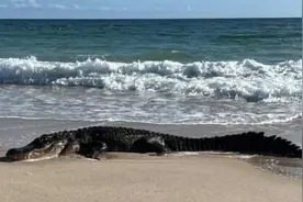 美国一海滩出现3米长短吻鳄 在海浪中晒太阳吓坏游客图片