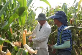 高产高抗大穗型玉米新品种——鲁单505图片