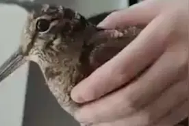 苏州一市民楼道发现“小胖鸟”，专家：它是全世界飞最慢的鸟视频封面