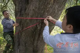 爬山两个多小时 终于一睹“秦岭红豆杉之王”图片
