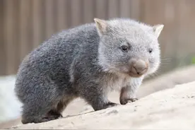 国际袋熊日：看这拉正方体粑粑、用屁股堵门的“萌兽”图片