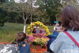 “七彩菊”如何养成的？揭秘来了……提醒，菊展最佳观赏时间在10月25日前后图片