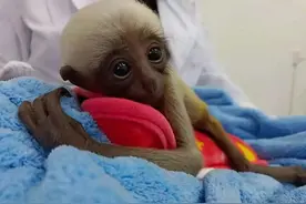 国内首例混合喂养的白眉长臂猿满周岁了图片