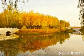 好景山东｜沉浸式赏秋！济南澄波湖秋色正浓，宛如人在画中游图片