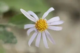 马兰头不仅美味，Ta的花颜值也很高图片