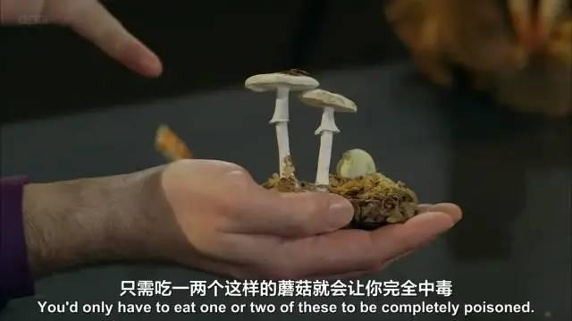 云南菌子的奇幻之旅