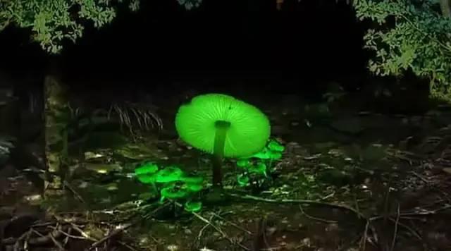 云南菌子的奇幻之旅