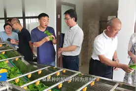 山东省农业科学院第三届农业科技成果秋季拍卖会成果——一种保健桑叶茶的制备方法图片