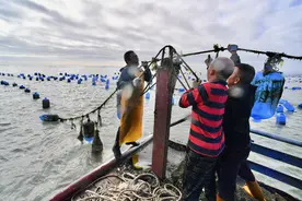 （经济）福建霞浦生蚝采收忙图片