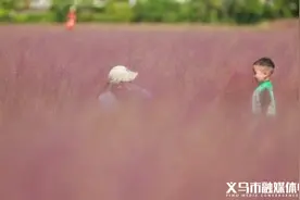 限定浪漫！义乌粉黛花海盛开，随手一拍就出片图片