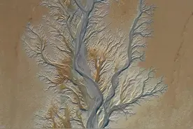 钱塘江的“大地之树”，原来是这样的图片