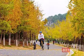 杏黄染深秋，武汉江夏藏龙岛银杏满目金黄图片