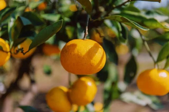 ��ӹչ����ժ�ڡ���ʿ������......10�µ����һ�ܣ����ʳ���