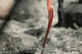 地球上常见的野火，为何难以扑灭？图片