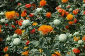 红花与藏红花，一字之别，效用大不同图片