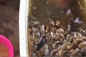 张兵 | 我和海参的故事（下）图片