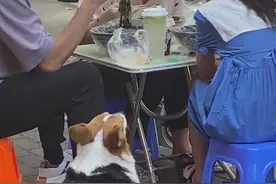 狗在牛杂店蹭吃主人贴纸劝勿投喂，知情人：是只贪吃的柯基图片