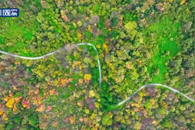 赏秋景丨秘境黑竹沟，正上演“秋日童话”图片