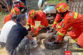 琼海农户家中柴房惊现百余斤大蟒蛇 消防将其捕获图片