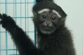 全国首例混合喂养东白眉长臂猿满周岁图片