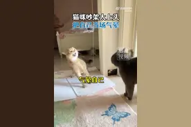 猫咪吵架太上头把自己当场气晕，网友：又菜又爱吵图片