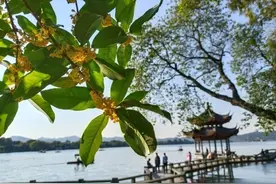 杭城秋日桂香到了“冲刺”阶段 本周末的赏桂指南“出炉”请收好图片